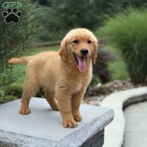 Jesse, Golden Retriever Puppy